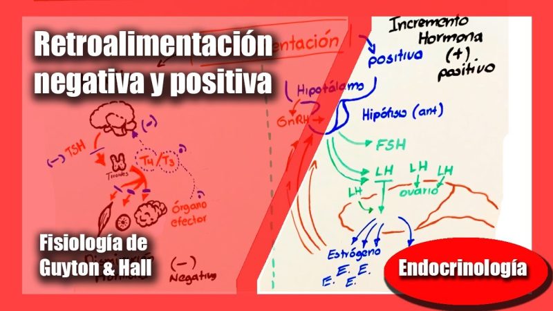 Feedback Positivo y Negativo: Claves para Mejorar la Comunicación Efectiva